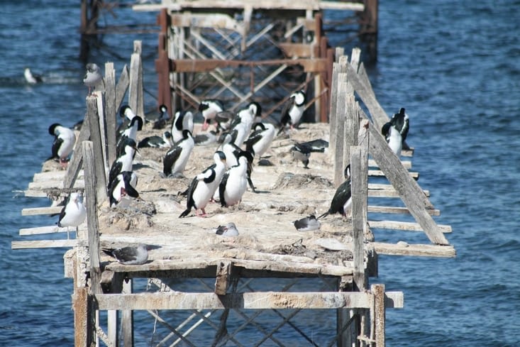 Cormoran Impérial