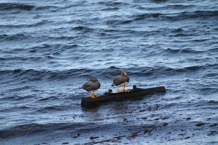 Des p'tits canards