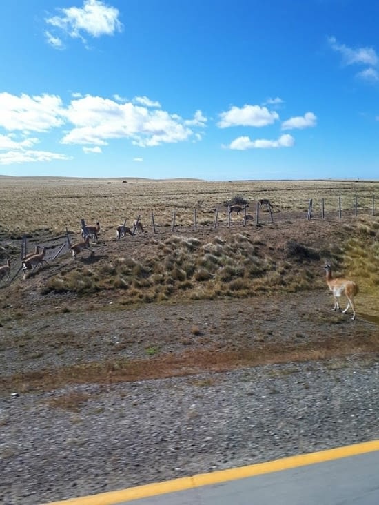 Les guanacos s'amusent avec les clôtures