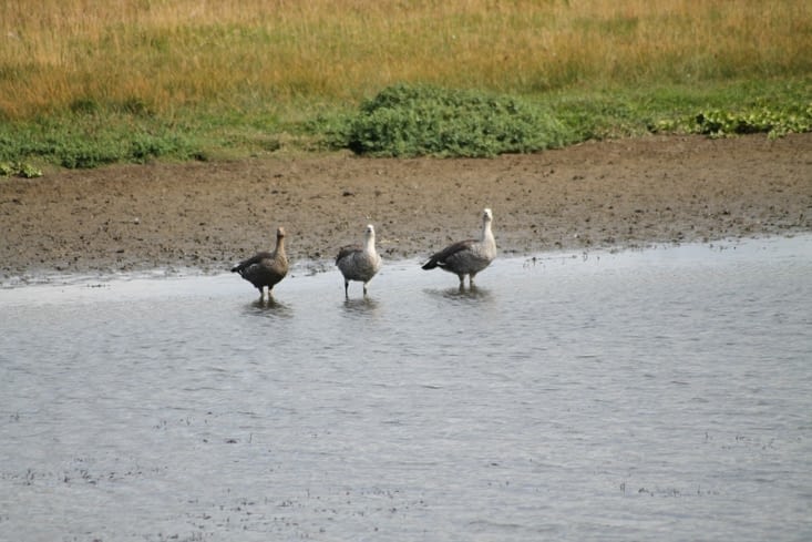 Trois ouettes