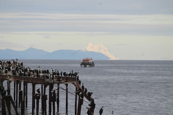 Le hlm des cormorans