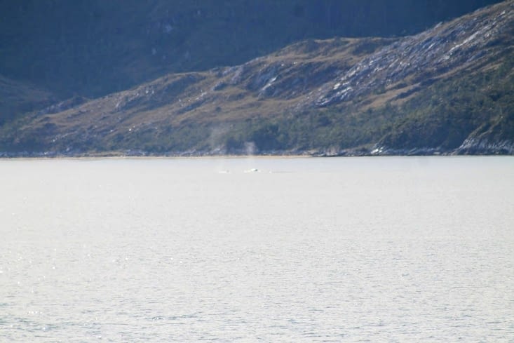 Le souffle des baleines