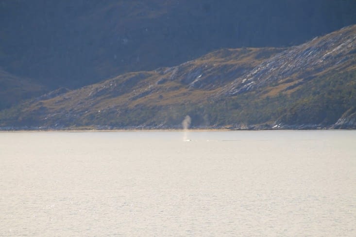 Le souffle des baleines