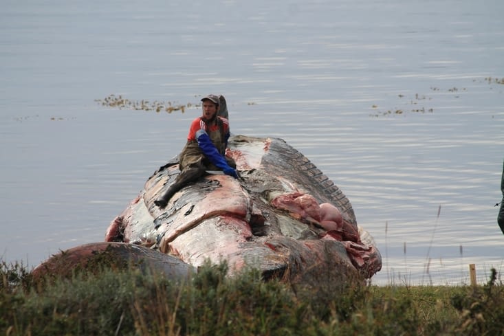 la baleine