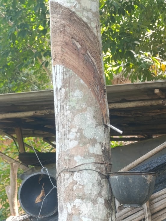 Récupération d une sorte de latex