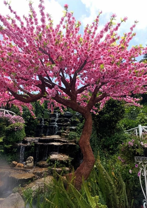 Les cerisiers en fleurs