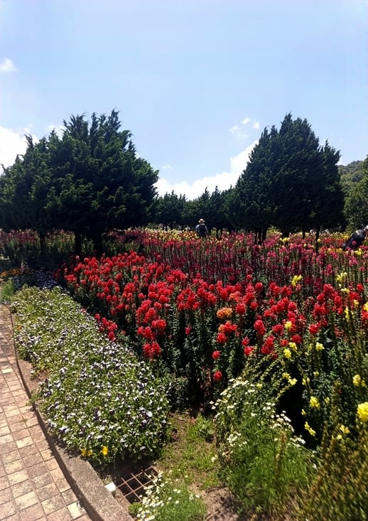 Les fleurs juste magnifique