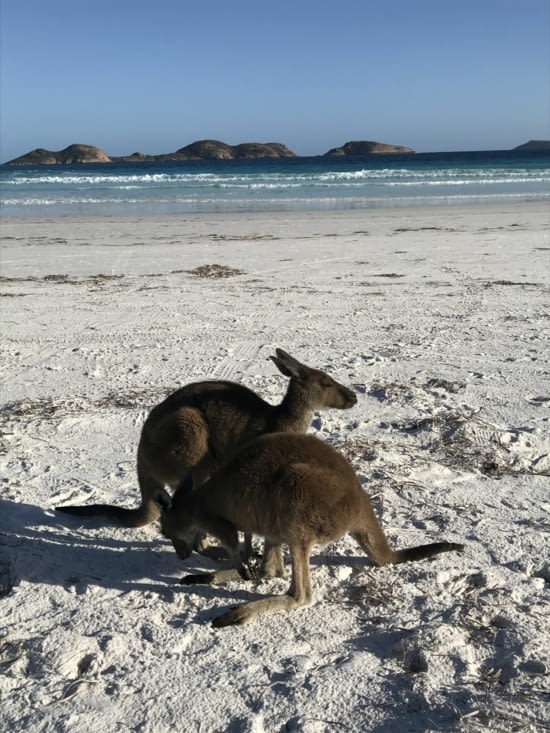 Avez vous déjà vu.... des kangourous sur la plage ?