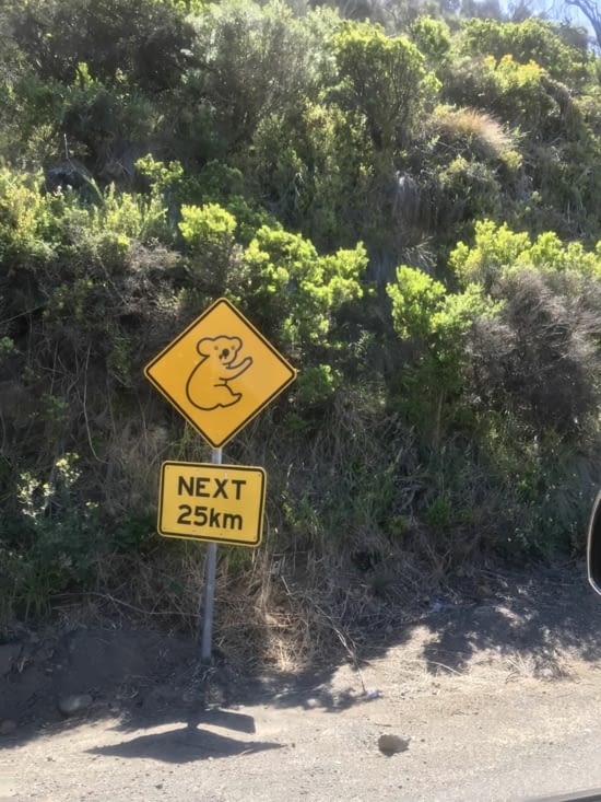 Attention ⚠️ koala ? crossing