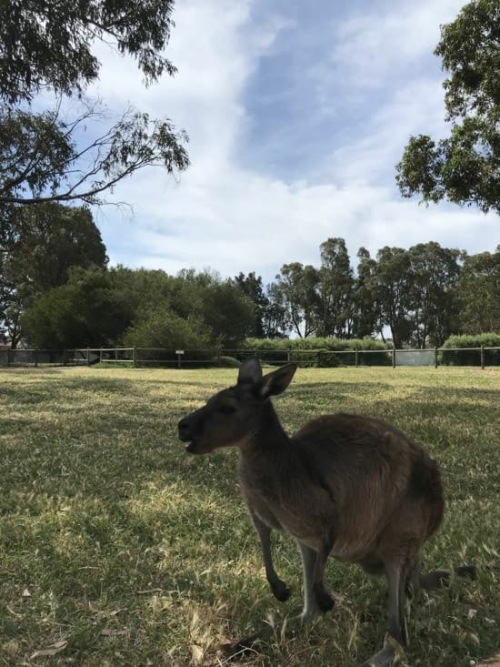 Ces petites bêtes impressionnantes lorsqu’elles arrivent toutes en bondissant vers nous !