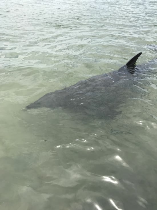 Les pieds dans l’eau avec les dauphins