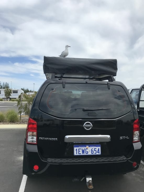 Notre amie la mouette !