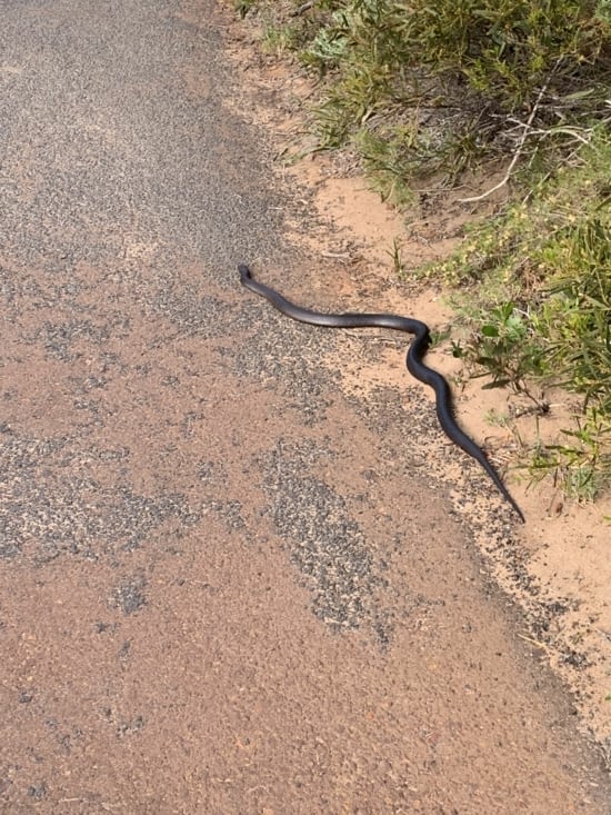 Petit snake venimeux sur le retour ! ?