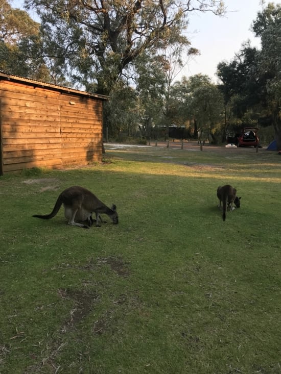 Nos petits kangourous ?