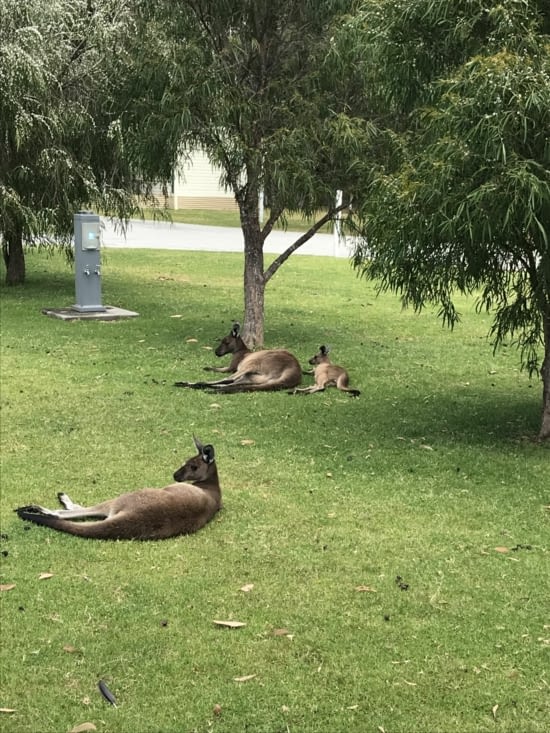 Nos petits amis les kangourous qui nous piquent notre camp site ! ??