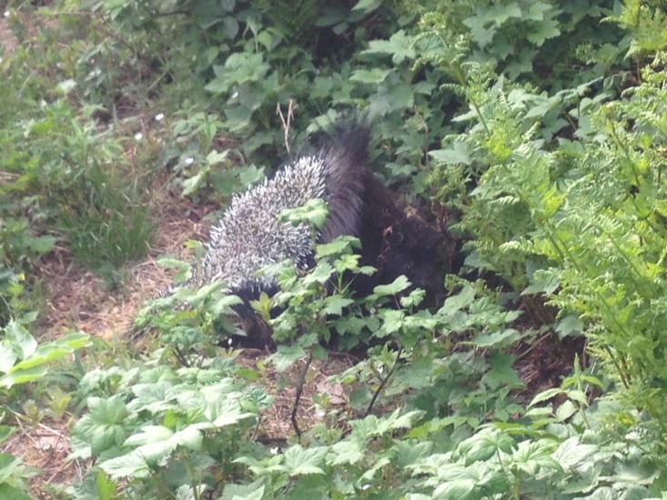 Mon deuxième compagnon de randonnée  (j'ai eu son compère quelques miles avant)
