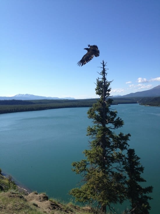 Le lac de barrage et l'envol d'un jeune aigle chauve.