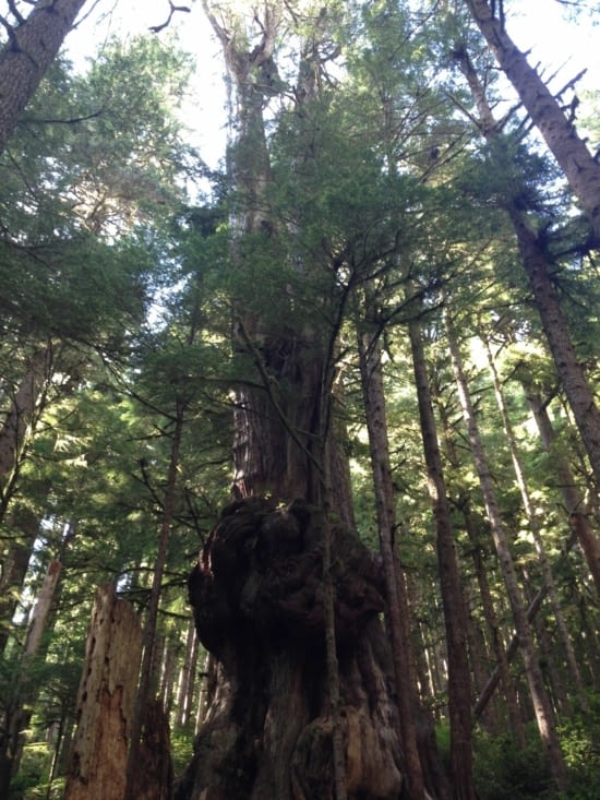L' heureux élu "Gnarliest Tree" du Canada