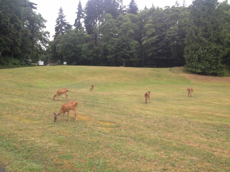 Chez nous elles sont habituées depuis des siècles à finir en ragoût.