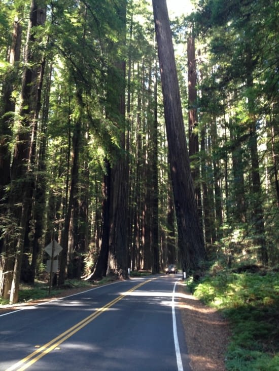 The avenue of the Giants