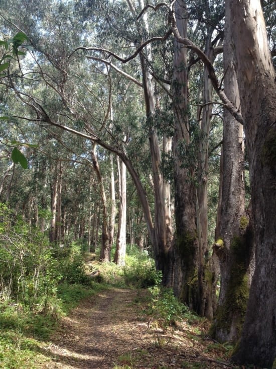 Un alignement d'eucalyptus pres de Bear Harbor