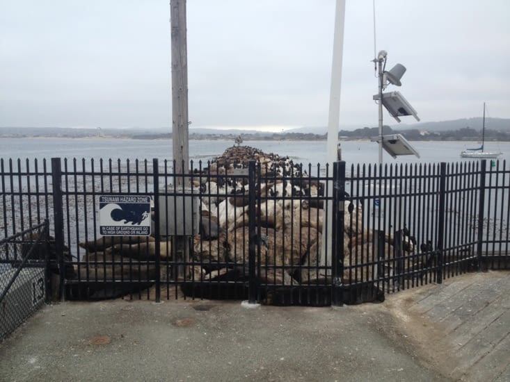 Des lions de mers qui squattent la jetée cette fois