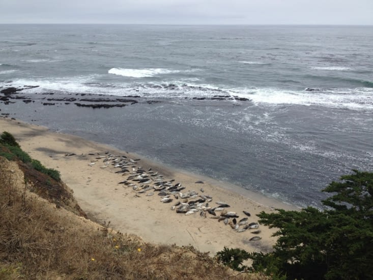 Un rassemblement de quenelles géantes sur la plage ^^ (dans l'eau les phoques c'est des torpilles mais sur le sable ils font carrément empotés...)