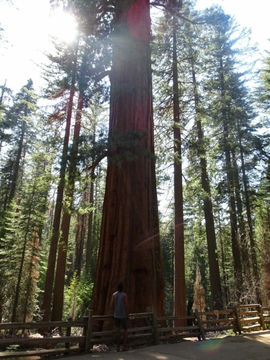 Des séquoias ^^, mais bon... Ça vaut pas les Redwood