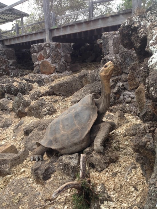 L'après-midi sur l'île de Santa Cruz,  visite du "Charles Darwin research station" et son centre de reproduction des tortues géantes