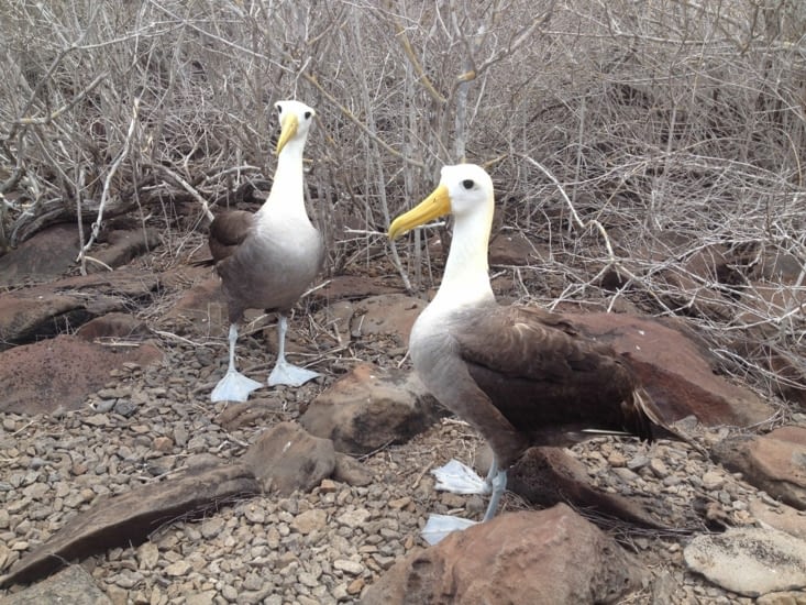 Les albatros des galapagos, à mourir de rire quand ils courent pour s'envoler :)