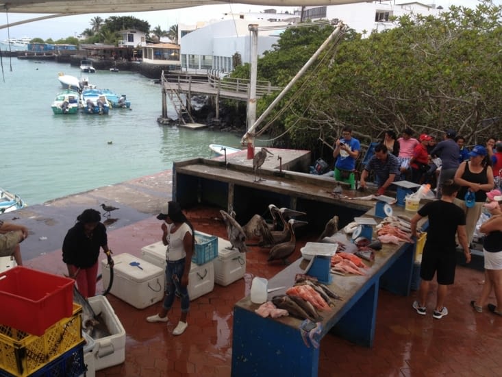 Petit marché aux poissons à Puerto Ayora avec de chouettes clients ^^