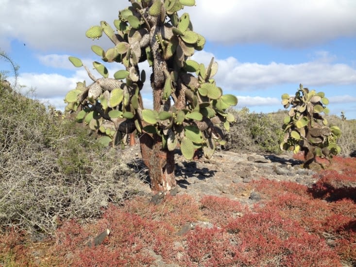 Quatrième jour, le matin : l'île Plaza Sur et ses iguanes terrestres qui attendent sous les cactus que les fruits tombent (véridique!)