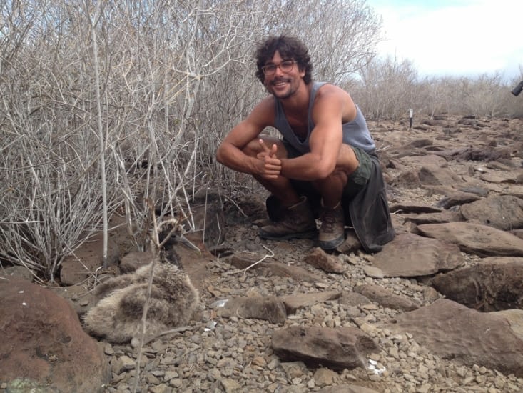 Un petit albatros tout duveteux! Il faut savoir qu'ils restent près du nid pendant 6 mois avant de sauter des falaises pour prendre leur envol... Et il n'y a qu'une tentative possible... mouai... tu m'étonnes que c'est une espèce menacée