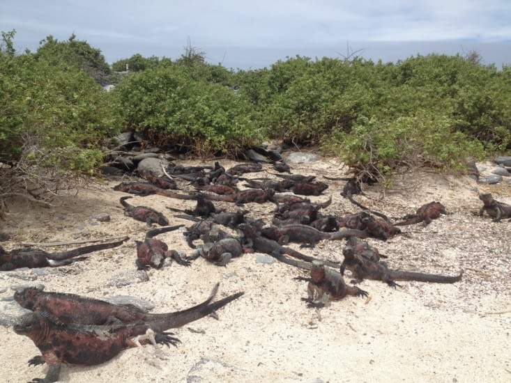 Une mêlée d'iguanes marins noirs et rouges