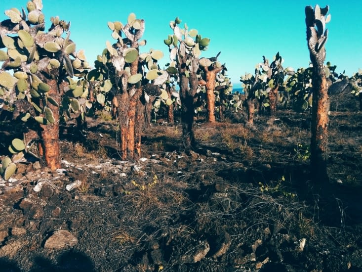 Forêt de cactus toujours à Tortuga bay