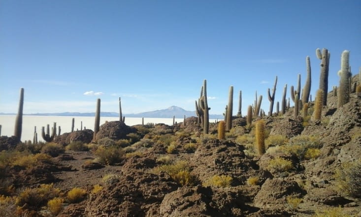 Entre les cactus, vue sur le volcan Tunupa