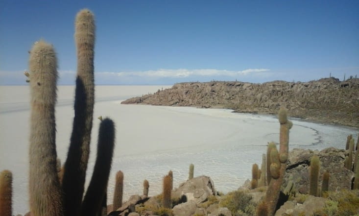 L'île d'Inca Huasi, ile aux cactus au milieu du salar