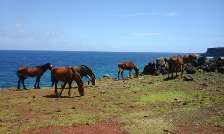 On trouve des chevaux, plus ou moins en liberté un peu partout sur l'île.