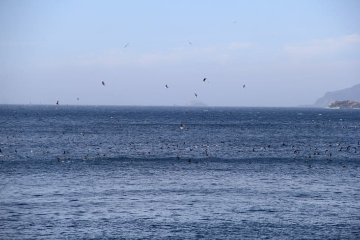 Des centaines d'oiseaux en train de plonger et pêcher
