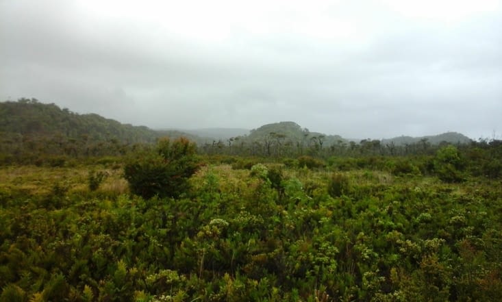 Forêt côtière de tepus (l'arbre) du parc national Chiloé, peuplée de "Choroy" (perroquets verts et rouges)