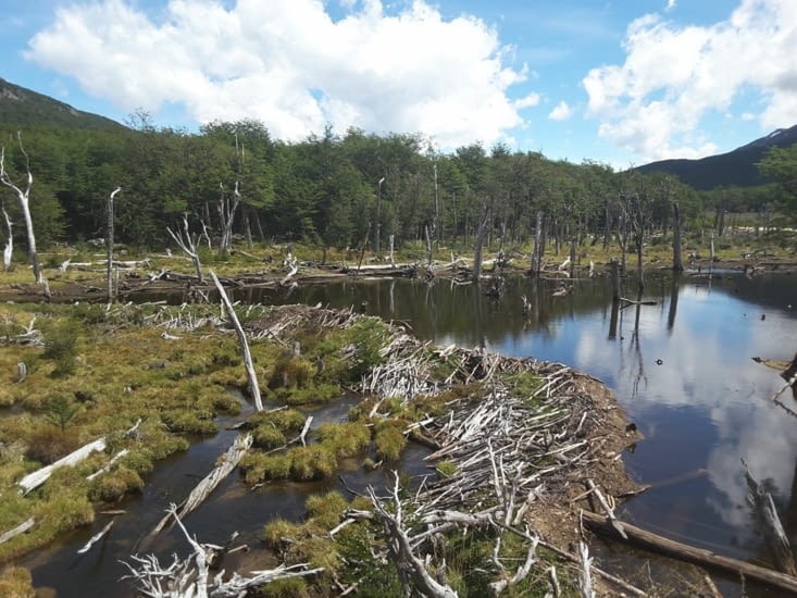 Barrage de castors (espèce introduite qui fait de gros dégâts sur les écosystèmes endémiques) dans le parc national Tierra de Fuego.