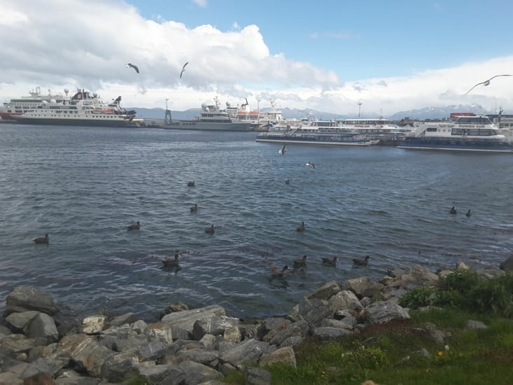 Sorte d'albatros noir dans le port... en tout cas ils courent sur l'eau en battant des ailes pour décoller comme les albatros...