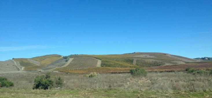Vignes californiennes