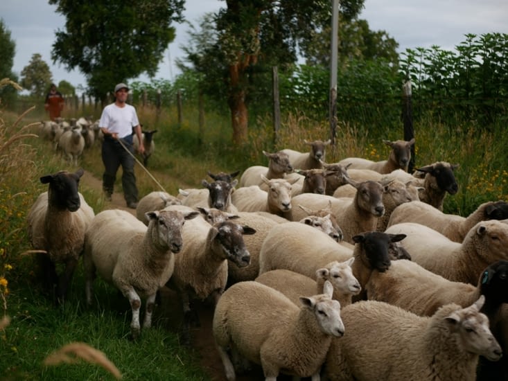 Don Hugo et ses moutons