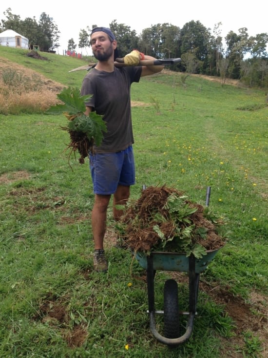 Juju et sa brouette pleine de racines de nalca ^^