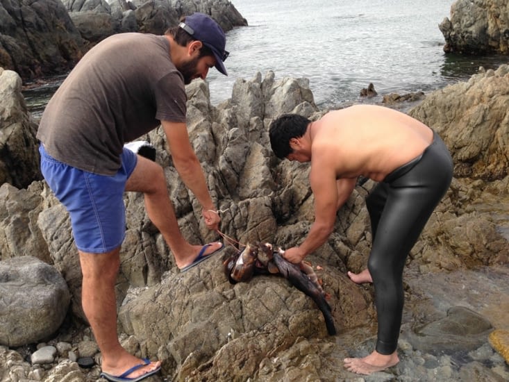 Et la pêche aura été fructueuse : 8 poissons, 1 poulpe et moult coquillages !