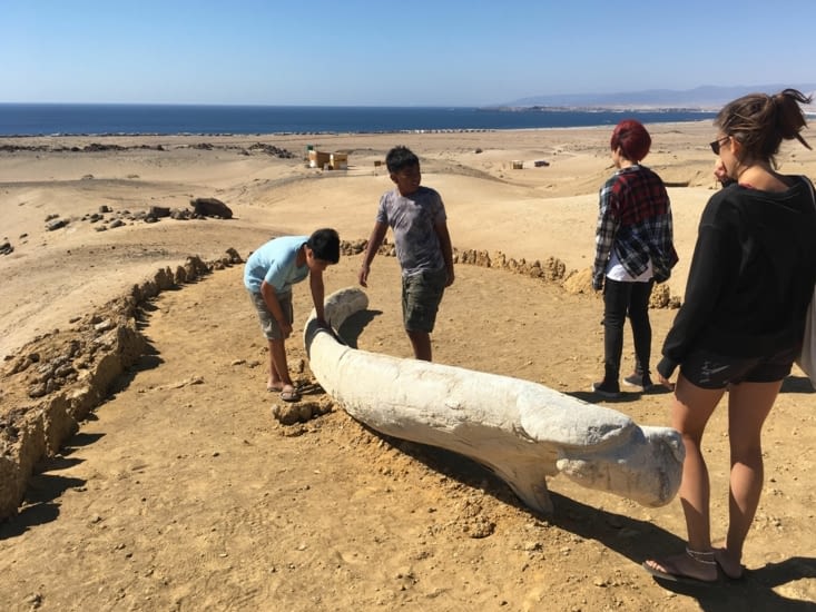 Visite du parc archéologique près de Bahia Inglesa - Os de baleine
