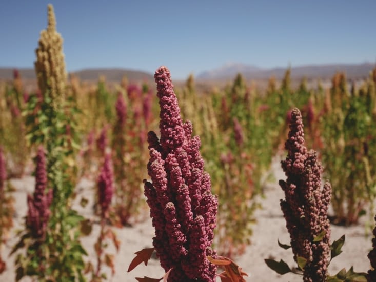 Champs de quinoa, magnifique !