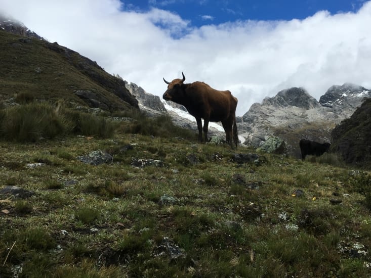 Les vaches sont pépouses dans la montagne