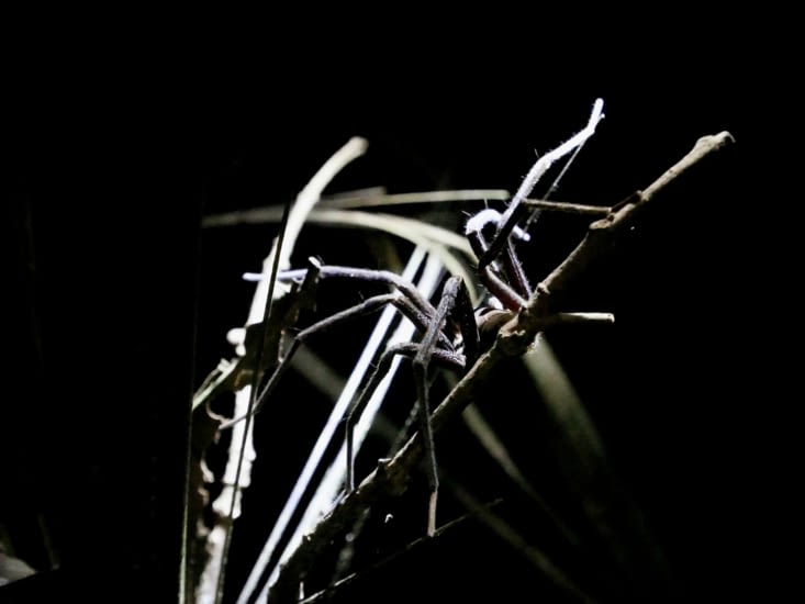 Balade nocturne en forêt - Une énorme araignée tous les 10 mètres !
